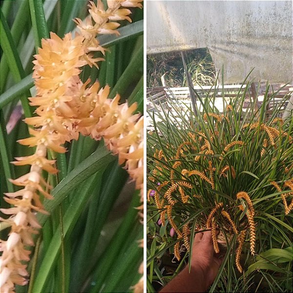 Kit com 4 Dendrochilum wenzelii