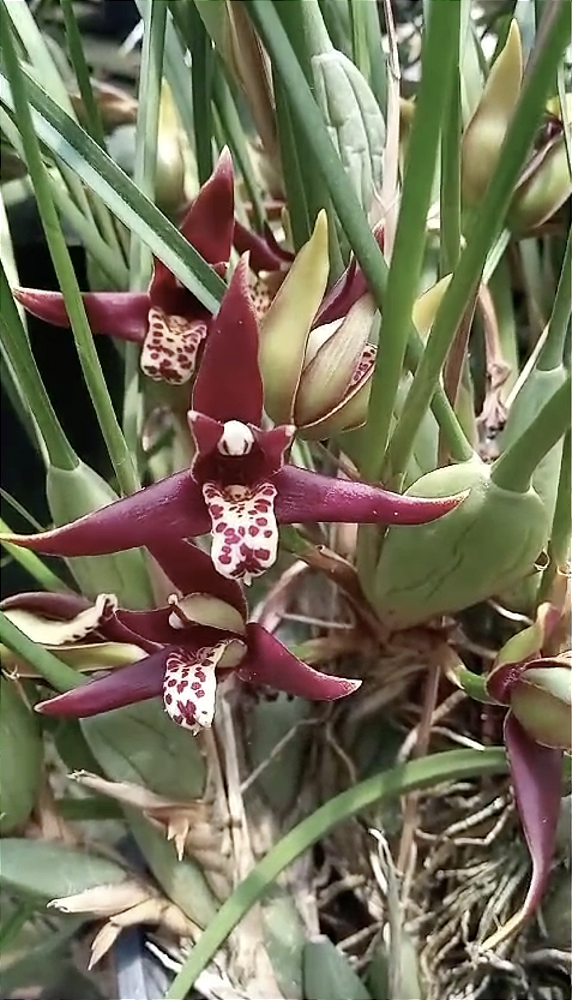 Kit com 4 Maxillaria tenuifolia "Dark"