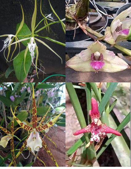 Kit com 4 Espécies Exóticas: Bifrenaria, Maxillaria, Epidendrum, Miltássia