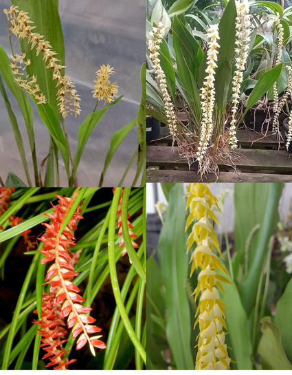 Kit com 4 Espécies de Dendrochilum