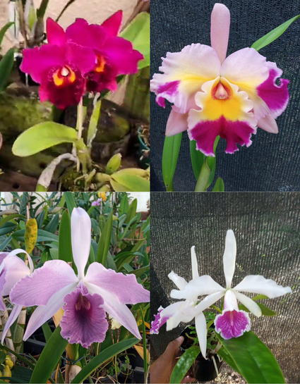Kit com 4 Cattleya Coloridas Pré Adulta