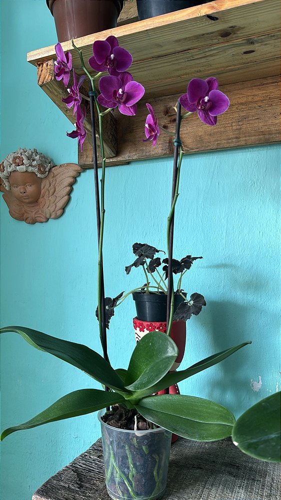 Orquídea Borboleta Sortida (Phalaenopsis aphrodite)