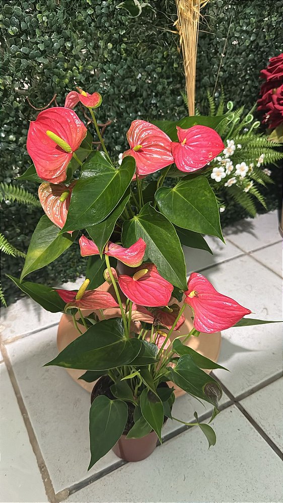 Antúrio Tradicional Sortido (Anthurium andraeanum)