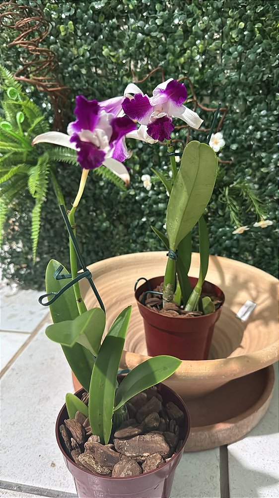 Orquídea Rainha do Nordeste (Cattleya labiata)
