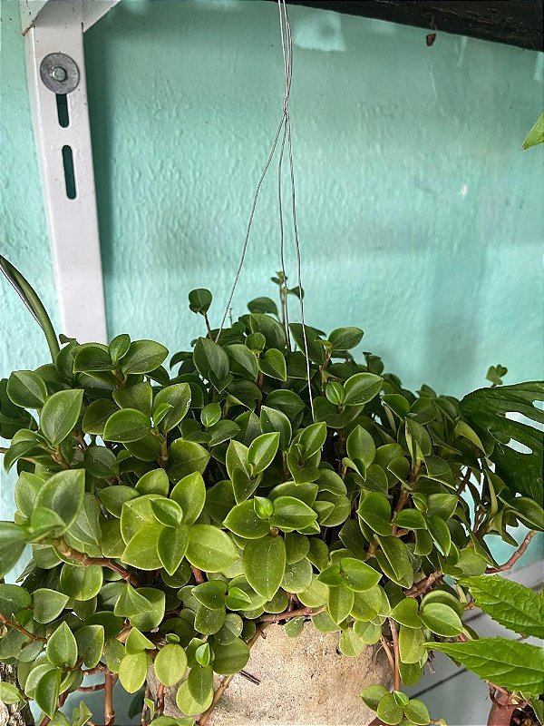 Peperomia Bebê