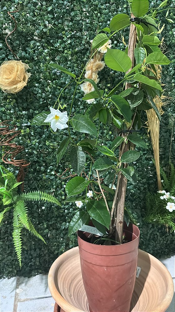 Trepadeira Dipladênia Sortida (Mandevilla iaxa)