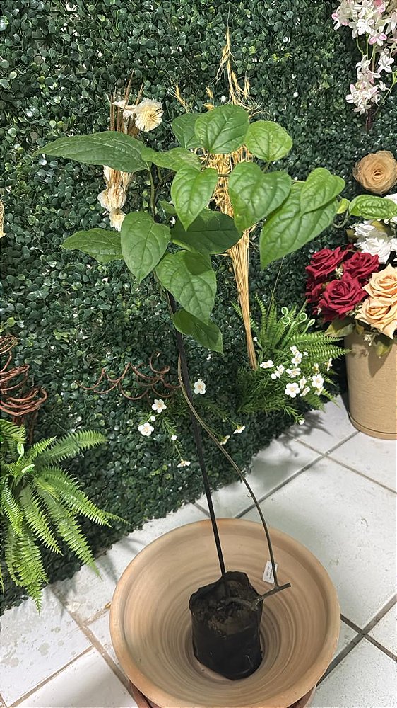 Trepadeira Lágrima de Cristo (Clerodendrum thomsoniae)