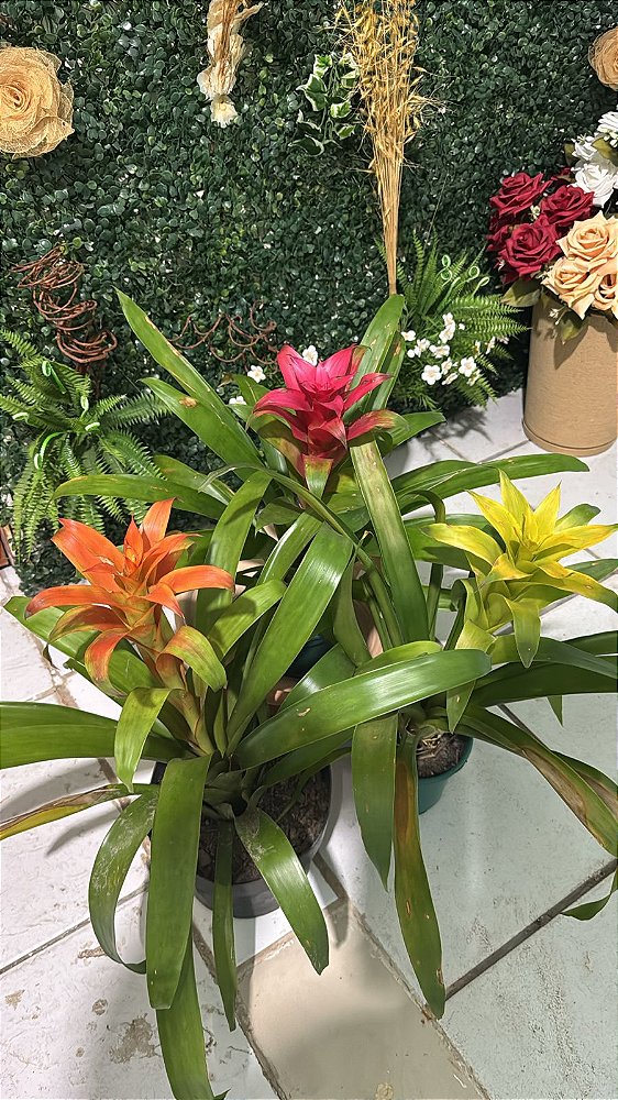 Bromélia Guzmania Cherry (Gusmania lingulata)