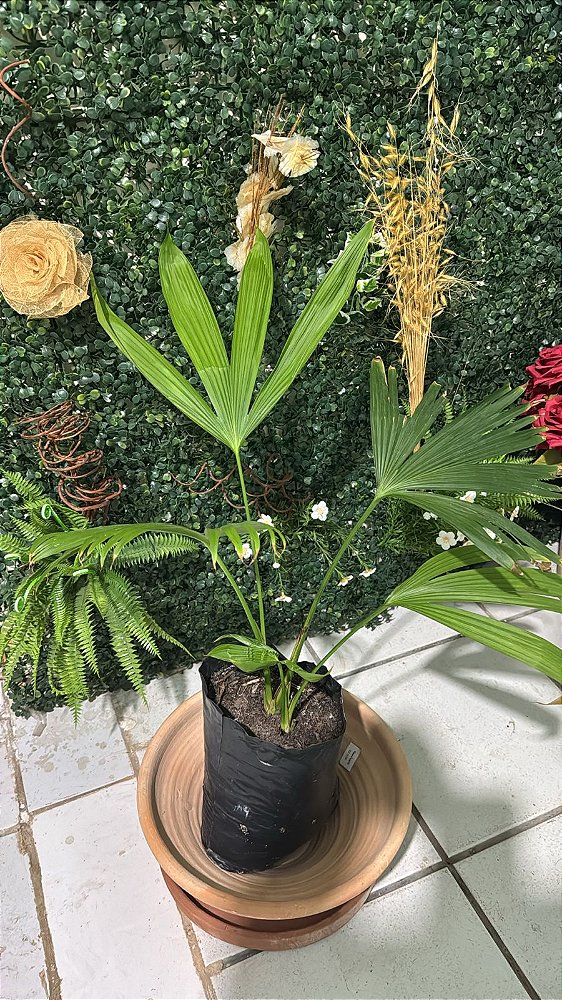 Palmeira Bombonaça (Carludovica palmata)