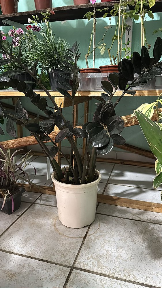 Zamioculca Black (Zamioculcas zamiifolia 'Dowon')