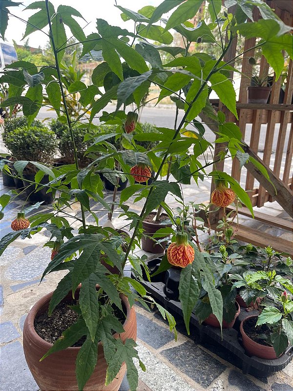 Lanterna Chinesa no Vaso