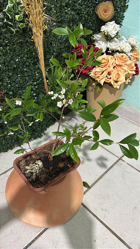 Bonsai de Araçá Rosa (Psidium cattleianum var. cattleianum)