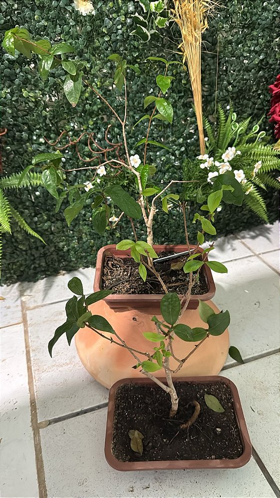 Bonsai de Pitanga (Eugenia uniflora)