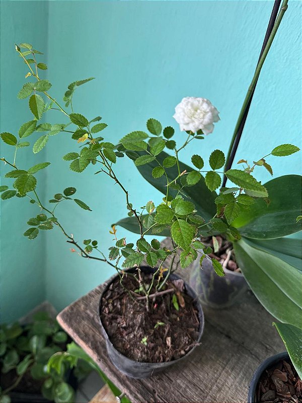 Mine Rosa (Rosa adorata)