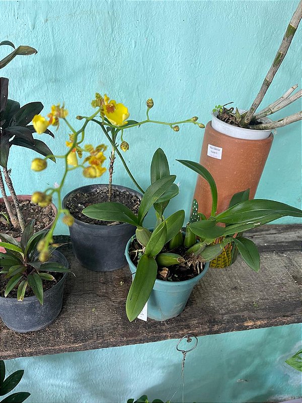 Orquídea Oncidium Pingo de Ouro