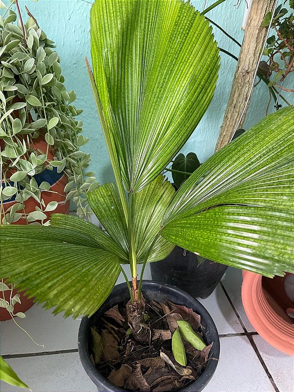 Palmeira Licuala