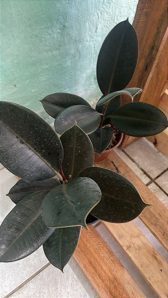 Ficus Elasticus Tinikee