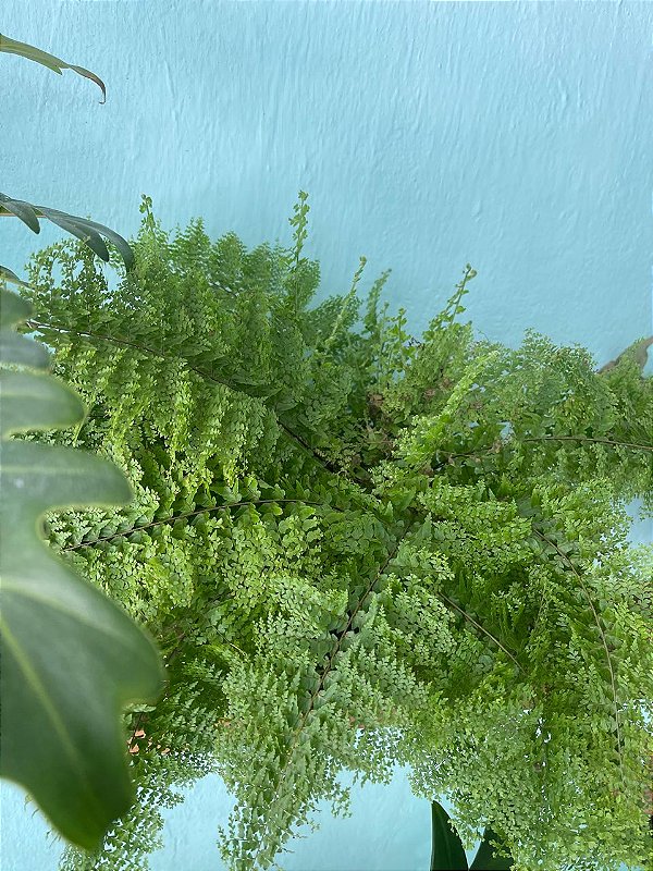 Samambaia americana G