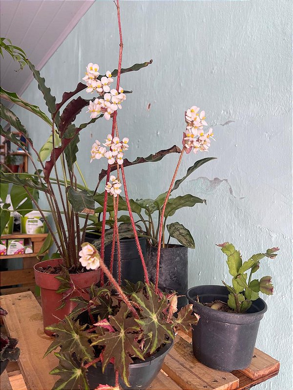 Begônia Sortida