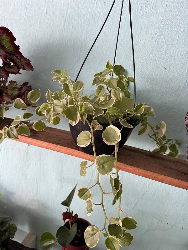 Peperomia Scandens G