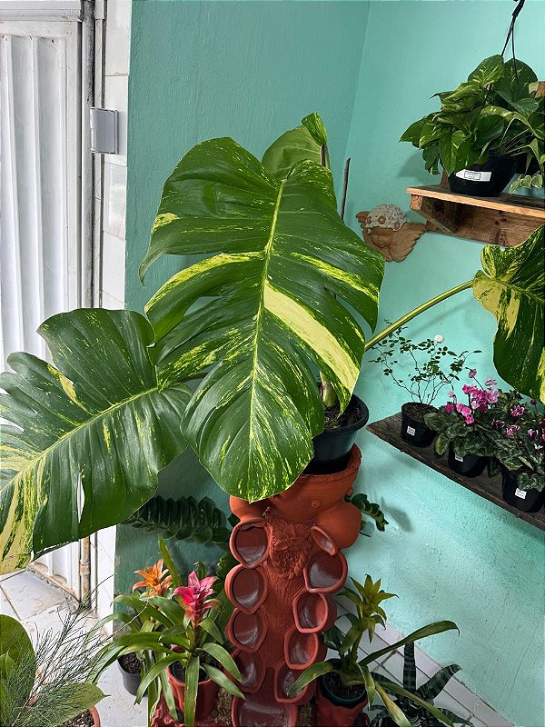 Jiboia Gigante Variegata