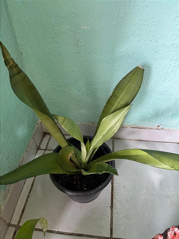 Espada de São Jorge Prata G