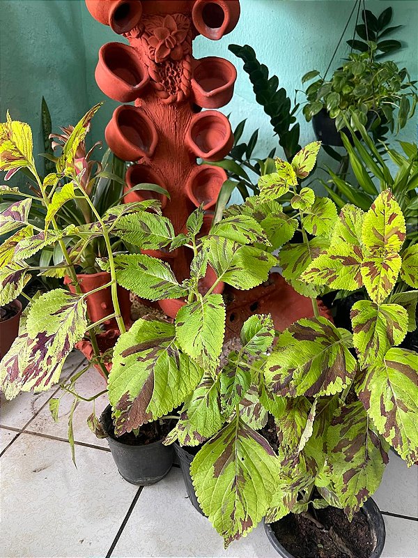 Coleus Sortido G