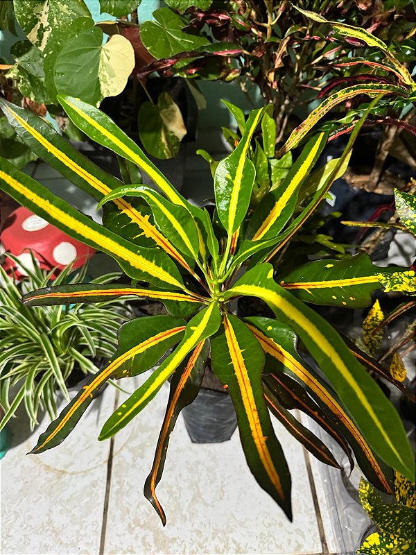 Croton Sortido Médio
