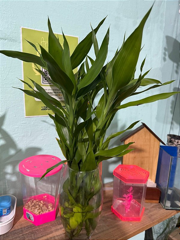 Bambu da Sorte Tradicional