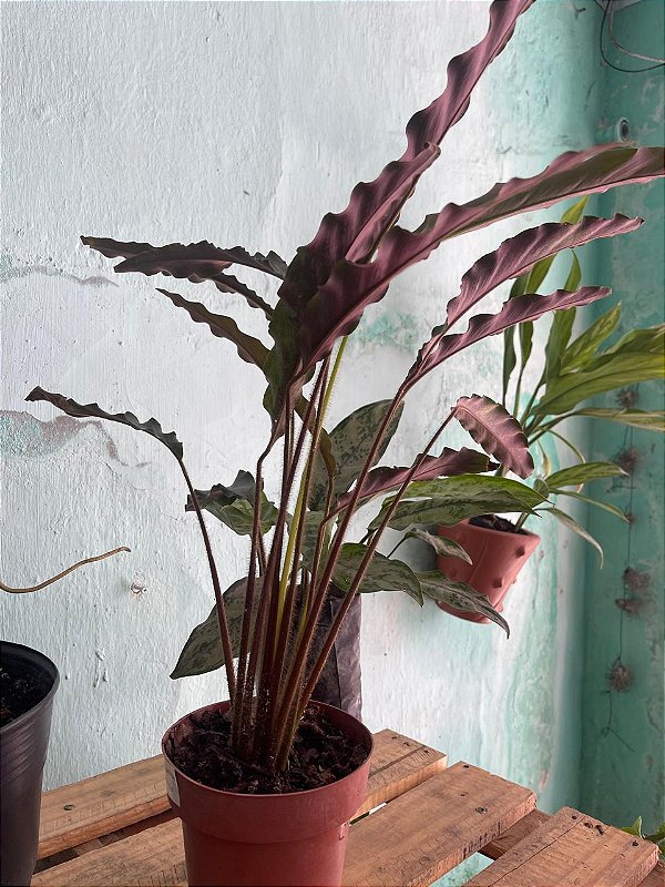 Maranta Peluda