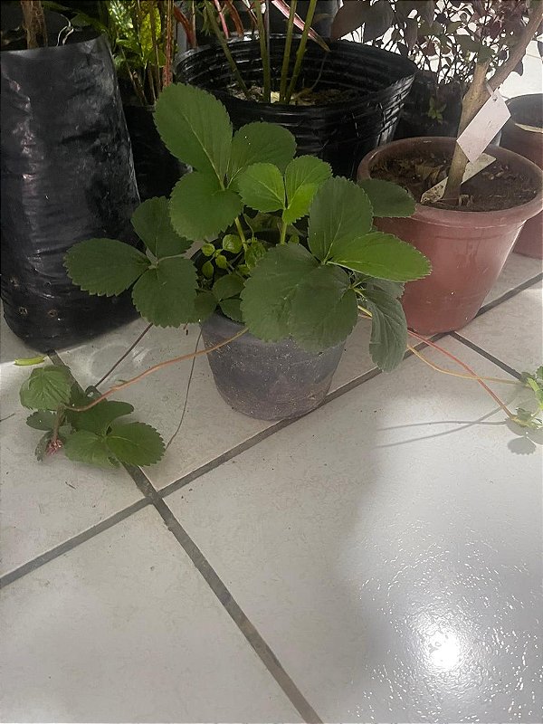 Morango