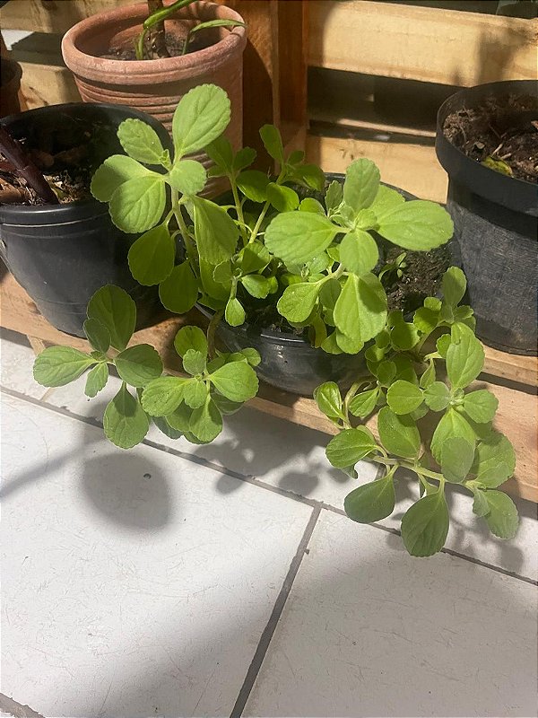 Boldo de Jardim