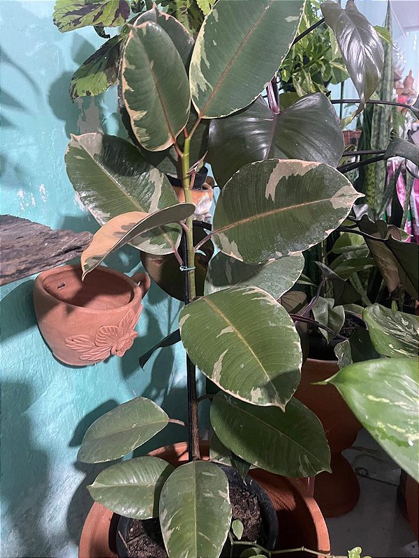 Ficus Elasticus Rubro