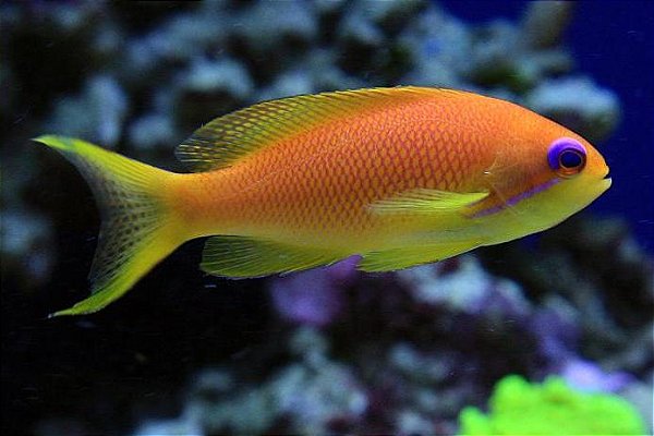 Anthia Squamipinis femea