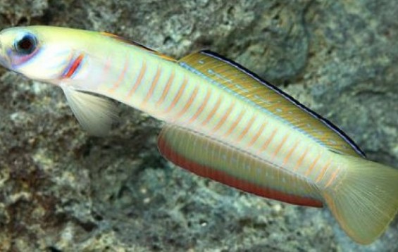 Barzebra