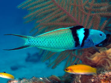 Blue Head Thalassoma