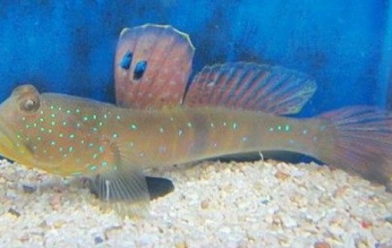 blue spotted watchman