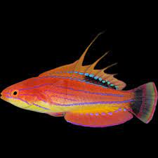Carpenter Flash Wrasse