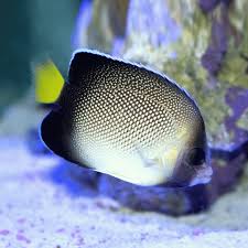 Cream Angelfish