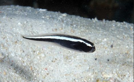 Engineer Goby