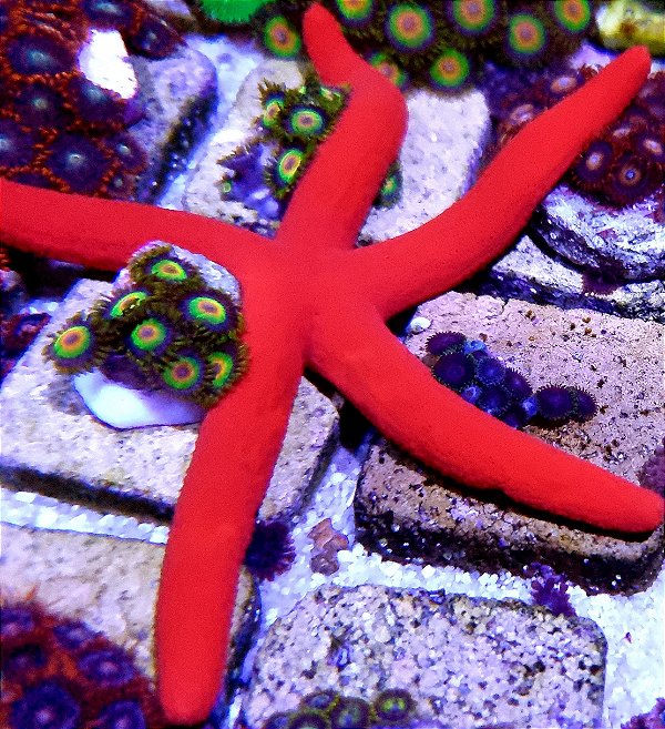 estrela linkia red