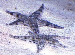 Estrela Sand Cleaner