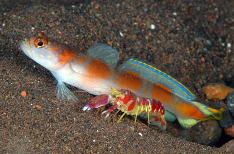 Flagtail Goby