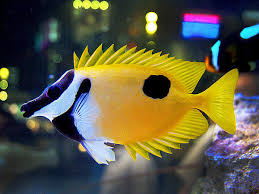foxface black spot