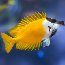 Foxface M