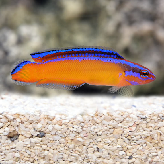 fridimani aldabraensis
