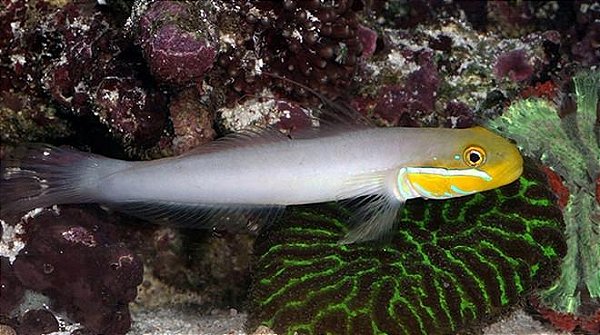 Gold Head Sleeper Goby