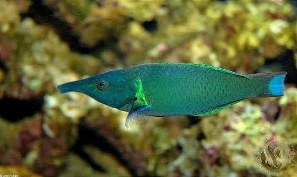 Green Bird Wrasse G