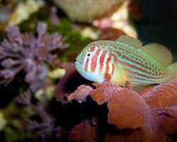 Green Pink Coral Goby