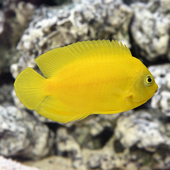 Lemon Peal
